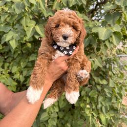 Cavapoo Puppies from Taylor Sweeten