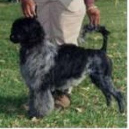 Portuguese Water Dog Puppies from Alto Mare PWDs