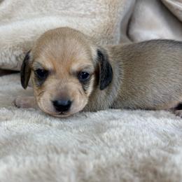 Drizella - Cream female Dachshund puppy in Tulare, California from Dreamy Creamies