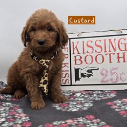 Custard - Red  male Goldendoodle puppy in Neillsville, Wisconsin from Granton Creek