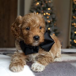 Cedar - Red  male Goldendoodle puppy in Temecula, California from Temecula Creek Doodles