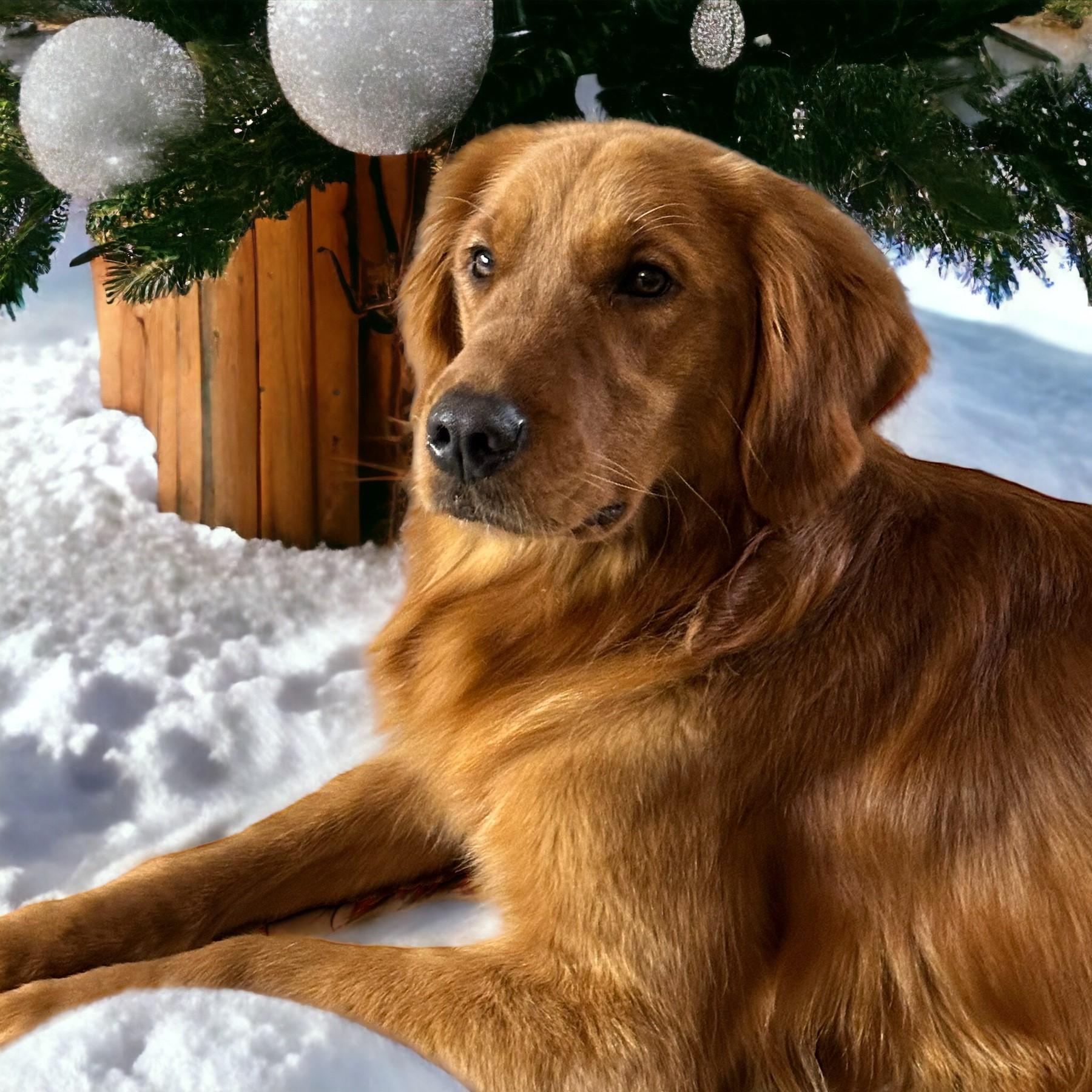 Ellie