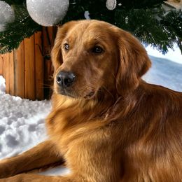 Ellie - Golden Retriever