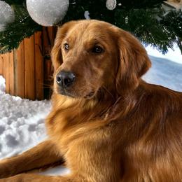 Ellie - Golden Retriever