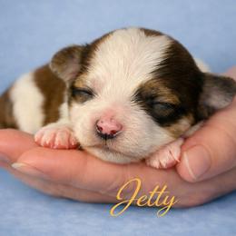 JETTY - Chocolate sable male Havanese puppy in Kinston, North Carolina from Colhaven Havanese