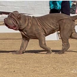 Neapolitan Mastiff Puppies from Red Rock Neapolitan Mastiffs