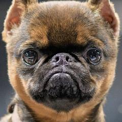 Brussels Griffons from Charming Brussels Griffon