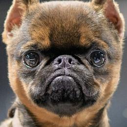 Brussels Griffons from Charming Brussels Griffon