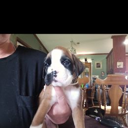 Boxer and Shih Tzu Puppies from L&L European Boxers and Shih Tzus