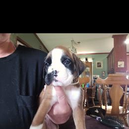 Boxer and Shih Tzu Puppies from L&L European Boxers and Shih Tzus