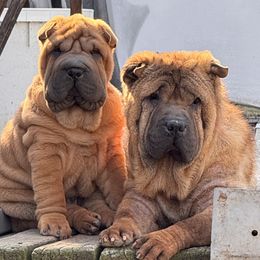 Chinese Shar-Pei All Grown Up from CarPeiDiem Chinese Shar-Pei