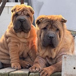 Chinese Shar-Pei All Grown Up from CarPeiDiem Chinese Shar-Pei