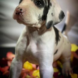 Great Dane Puppies from Sarabi’s Pride of Danes
