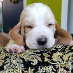 Basset Hounds from Justin's Basset Hounds