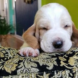 Basset Hounds from Justin's Basset Hounds