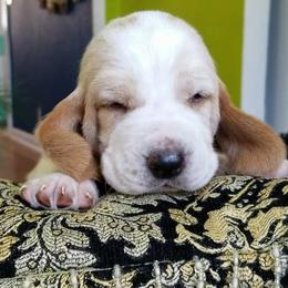 Basset Hounds from Justin's Basset Hounds