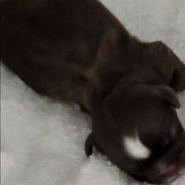 NA 1 - Chocolate and tan male Shih Tzu puppy in Olive Branch, Mississippi from K&T FURBABIES