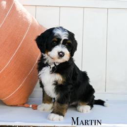 Martin - Tri-color male Bernedoodle puppy in Tucson, Arizona from Sun Valley Goldendoodles