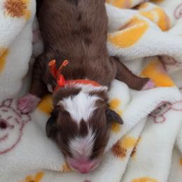 Taco - Red merle male Aussiedoodle puppy in Lithia, Florida from Waterford Doodle Farm