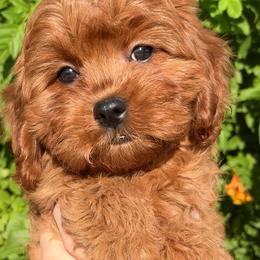 Jayla - Red female Cavapoo puppy in Tucson, Arizona from Adored Poodle & Doodles