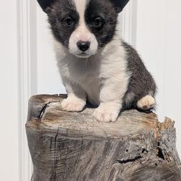 Honey Ham - Brindle and white female Cardigan Welsh Corgi puppy in Hotchkiss, Colorado from Bell S Ranch