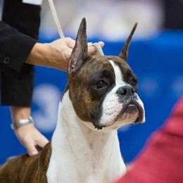 Brinn - Boxer