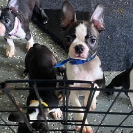 Boy 1 - male Boston Terrier puppy in Cookville, Texas from Linde Bostons/Tomlin Boxers