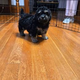Utah - Phantom male Poodle puppy in Covington, Virginia from A  Gift from above kennel,  LLC