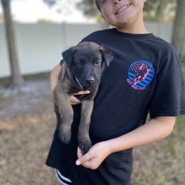 Belgian Malinois Puppies from Blue Shield Malinois