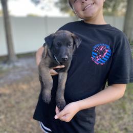 Belgian Malinois Puppies from Blue Shield Malinois