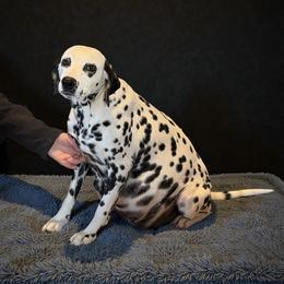 Skittles - Dalmatian