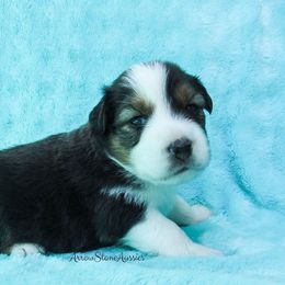 Australian Shepherd Puppies from Arrow Stone Aussies