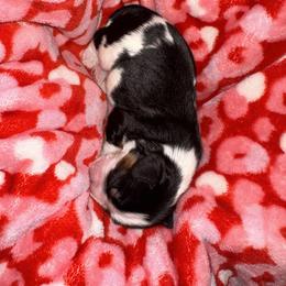 Cavalier King Charles Spaniel Puppies from Jamie Forrest