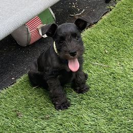 Michael - Black male Miniature Schnauzer puppy in Peoria, Illinois from CKM Miniature Schnauzers