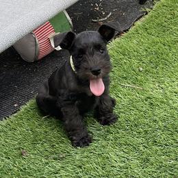 Michael - Black male Miniature Schnauzer puppy in Peoria, Illinois from CKM Miniature Schnauzers