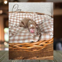 Opry - Red  female Goldendoodle puppy in New Harmony, Indiana from Cottonwood Farms