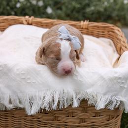 Autumn - Red female Bernedoodle puppy in Payson, Utah from Little Diamond Doodles