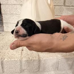 Lucky - Black and white male Basset Hound puppy in Lubbock, Texas from Hound House