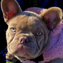 Bulldog Puppies from Wiggle Butts Bulldogs