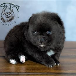 Storm - Black female Pomeranian puppy in Fultonville, New York from Sandy Aussies & Pomeranians