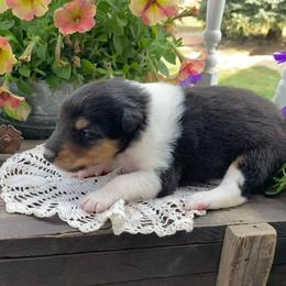 Girl 5 - Black white and tan female Collie puppy in Hinckley, Minnesota from Rusty Spur Collies