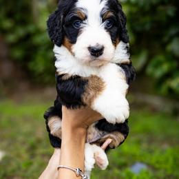 Neytiri - Tri-color female Bernedoodle puppy in Palmetto Bay, Florida from SOMIDOODLES