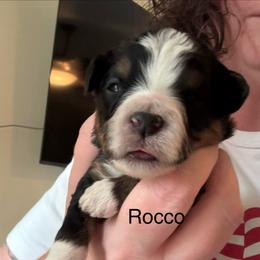 Rocco - Tri-color male Bernedoodle puppy in Eagle Mountain, Utah from Liberty Farms Puppies