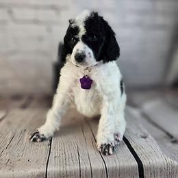 Clarabelle - Parti female Poodle puppy in Mcbain, Michigan from Northern Creek