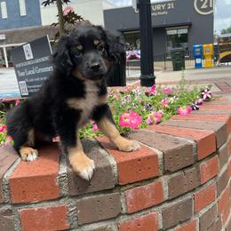 Andes - Black tri male Miniature Australian Shepherd puppy in Clarkesville, Georgia from North Georgia Gems