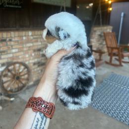 Blue merle harlequin - Blue merle female Toy Australian Shepherd puppy in Brashear, Texas from Double R farms