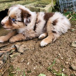 Boy 2 - Australian Shepherd puppy in Crooksville, Ohio from VanHorn Australian Shepherds