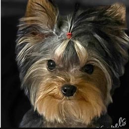Itty Bitty - Yorkshire Terrier