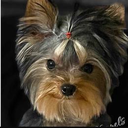 Itty Bitty - Yorkshire Terrier
