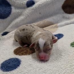 Jewel - Red merle female Miniature American Shepherd puppy in Leonard, Texas from Tin Roof Aussies